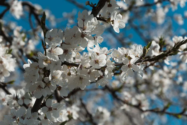 Ağaçlarda bahar çiçekleri — Stok fotoğraf