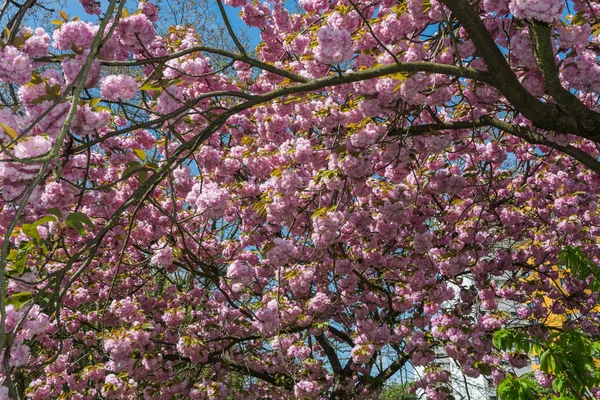 Ağaçlarda bahar çiçekleri — Stok fotoğraf
