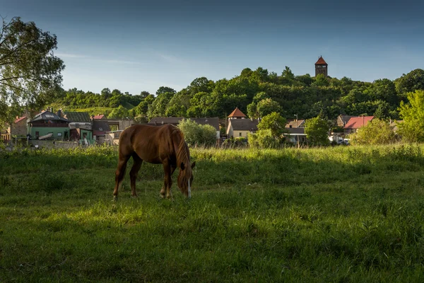 Caballos en el campo — Foto de Stock