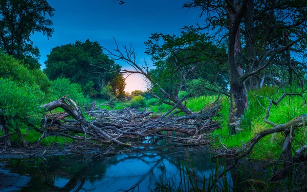 Le vieux lit de rivière rempli d'arbres — Photo