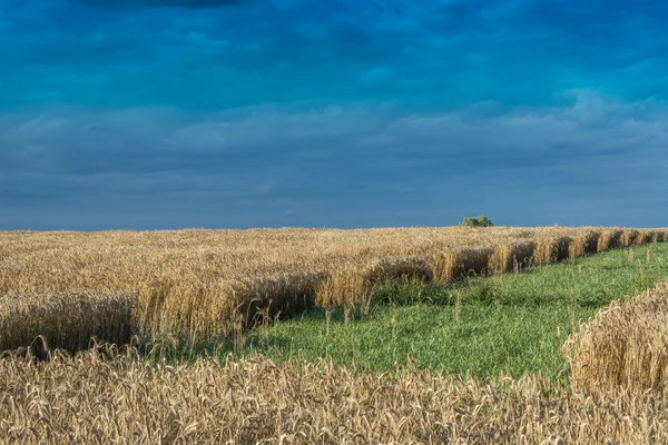 野原と牧草地の収穫中 — ストック写真