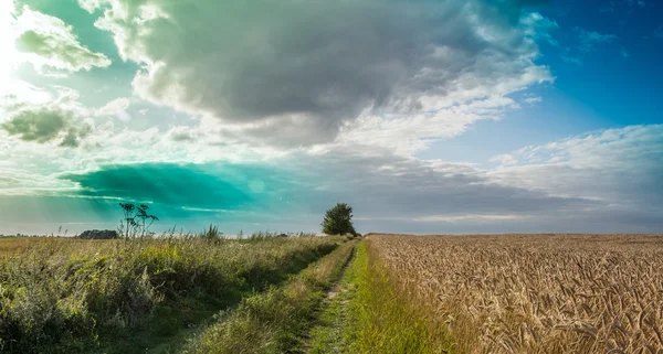 Pole a louky během sklizně — Stock fotografie