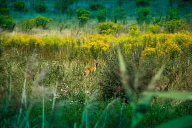 ağaçlar ve çalılar arasında avcılık Kulesi