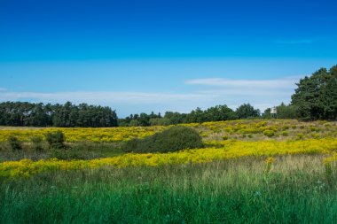 ağaçlar ve çalılar arasında avcılık Kulesi