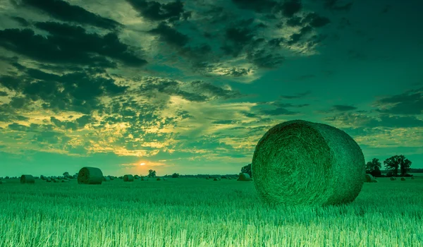 Fields and meadows during sunset — Stock Photo, Image