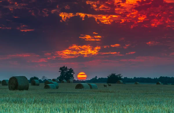 Åkrar och ängar under solnedgången — Stockfoto