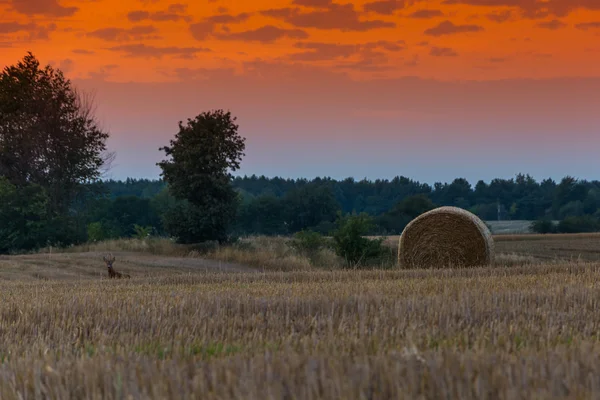 Pole a louky při západu slunce — Stock fotografie