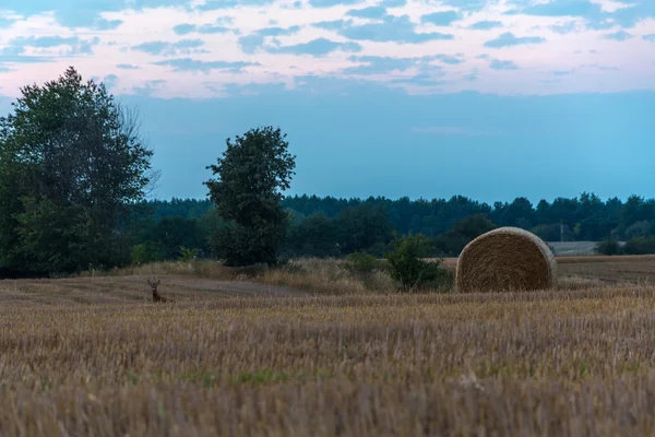 Felder und Wiesen bei Sonnenuntergang — Stockfoto