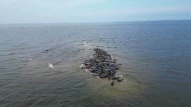 Hava videosu, sakin deniz suyuyla çevrili küçük bir kumsalda dinlenen büyük bir fok grubunu gösteriyor. Yukarıdan insansız hava aracıyla çekilmiş, doğal ortamında deniz yaban hayatını gözler önüne seriyor..