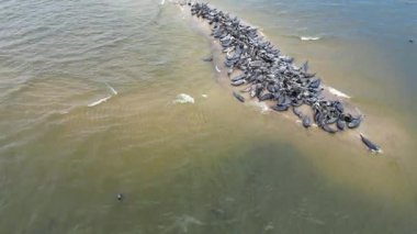Hava videosu, sakin deniz suyuyla çevrili küçük bir kumsalda dinlenen büyük bir fok grubunu gösteriyor. Yukarıdan insansız hava aracıyla çekilmiş, doğal ortamında deniz yaban hayatını gözler önüne seriyor..