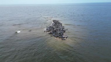 Hava videosu, sakin deniz suyuyla çevrili küçük bir kumsalda dinlenen büyük bir fok grubunu gösteriyor. Yukarıdan insansız hava aracıyla çekilmiş, doğal ortamında deniz yaban hayatını gözler önüne seriyor..
