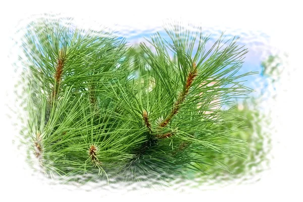 새해 연휴 카드를 위한 스피 루스 트리 나뭇가지 — 스톡 사진