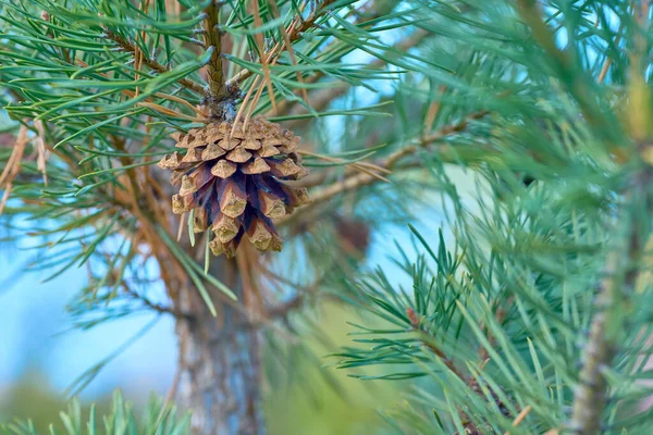 푸른 나무에 있는 아름다운 소나무 원추체. — 스톡 사진