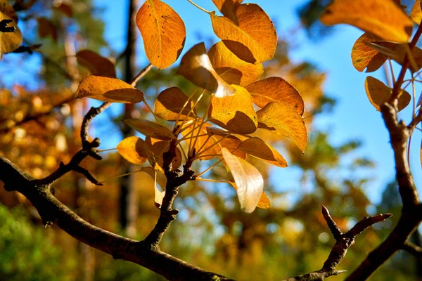 Otoño Hojas Pera Brillante Día Soleado — Foto de Stock