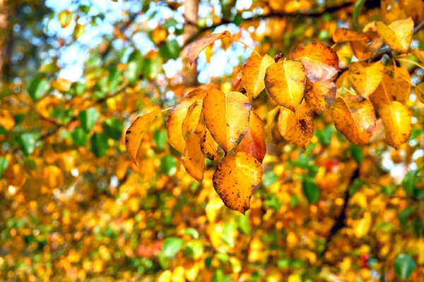 날에는 가을에 전나무 — 스톡 사진