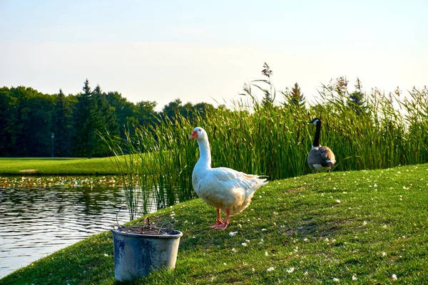 Házi Fehér Liba Egy Tavon Baromfiudvar Közelében — Stock Fotó