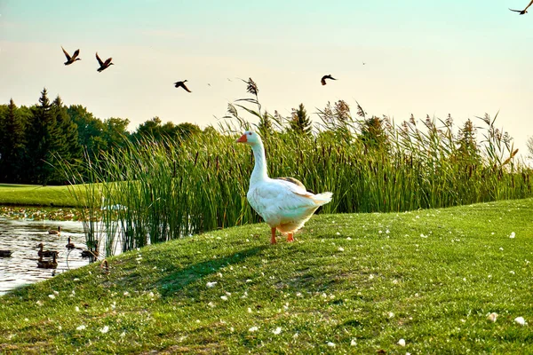 家禽饲养场附近池塘里的家鹅 — 图库照片