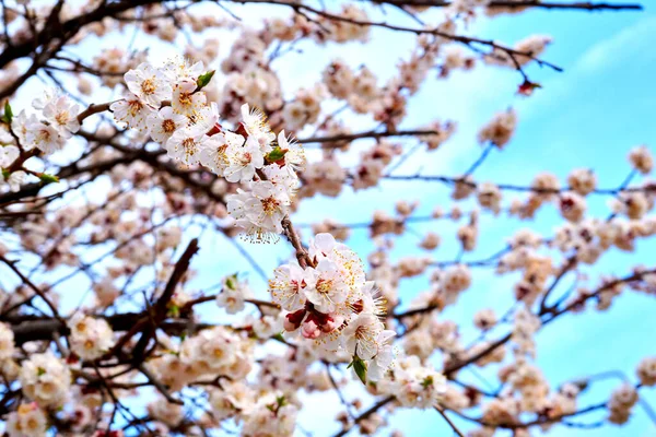Neşe veren meyve ağaçlarının güzel bahar çiçekleri — Stok fotoğraf