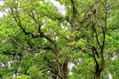 Büyük, güçlü bir ağacın yeşil tacı ve dalları var.