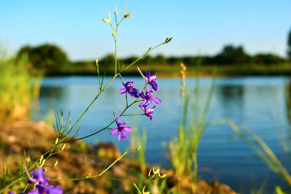 푸른 호수 옆의 아름다운 자주색 꽃 — 스톡 사진