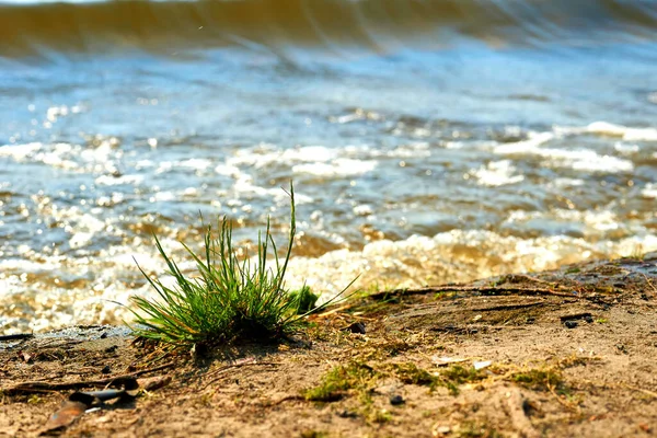 Krzew trawy, piaszczysta plaża i błękitna fala — Zdjęcie stockowe