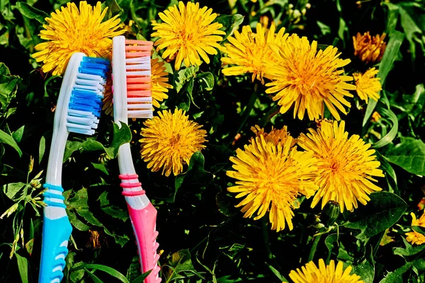 Two toothbrushes and yellow dandelions on green grass — Stock Photo, Image
