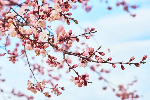 蓝天映衬着美丽的红色春花. 免版税图库照片