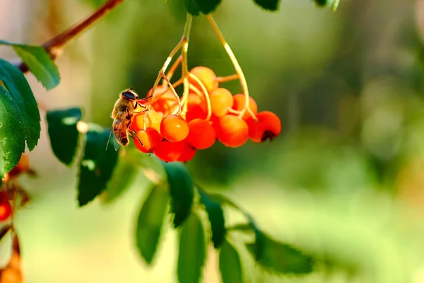 Bee Mountain Ash — Zdjęcie stockowe