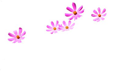 Flower patterns for cards and greetings                          