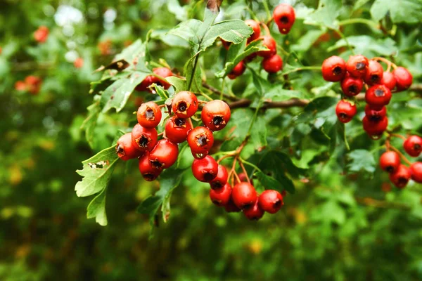 Branches Useful Medicinal Plant Hawthorn — Zdjęcie stockowe