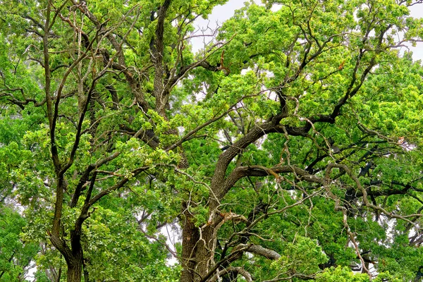 크고 튼튼 한 오래 된 나무가 뻗어 있는 녹색 관 — 스톡 사진