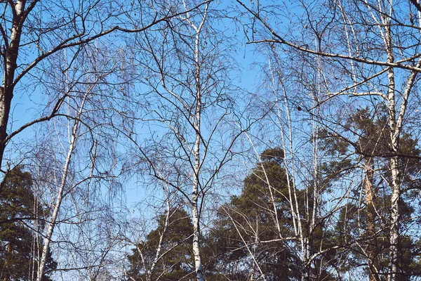 Early spring background, white birch and green pine — Stock Photo, Image