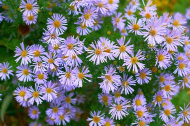 Papatya familyasından, genellikle mor ya da pembe renkli, parlak, ışıl ışıl çiçekleri olan bir bitki.