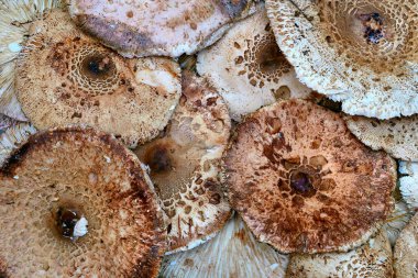 Bir mantar büyümesi tipik olarak bir sapın üzerinde kubbe şeklini alır, kapağın altında solungaçlar vardır.