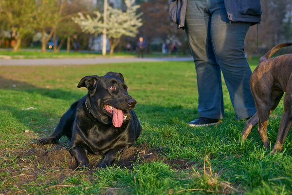 of an animal or plant. produced by mating or hybridizing two different species, breeds, or varieties