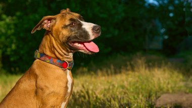 Bu, canlılıkla, köpüren enerjiyle ve neşeyle karakterize edilen bir köpek.