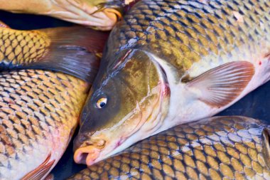 Solungaçları ve yüzgeçleri olan ve tamamen suda yaşayan soğuk kanlı omurgalı bir hayvan.