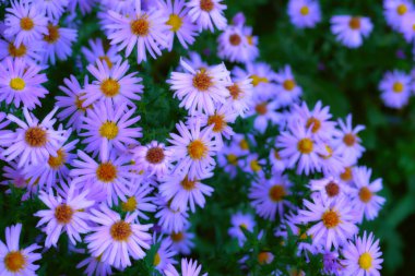 Papatya familyasından, genellikle mor ya da pembe renkli, parlak, ışıl ışıl çiçekleri olan bir bitki.