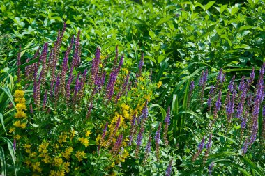 Yaprakları, tohumları ya da çiçekleri olan her bitki aroma, yiyecek, ilaç ya da parfüm için kullanılır.