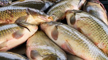 Solungaçları ve yüzgeçleri olan ve tamamen suda yaşayan soğuk kanlı omurgalı bir hayvan.