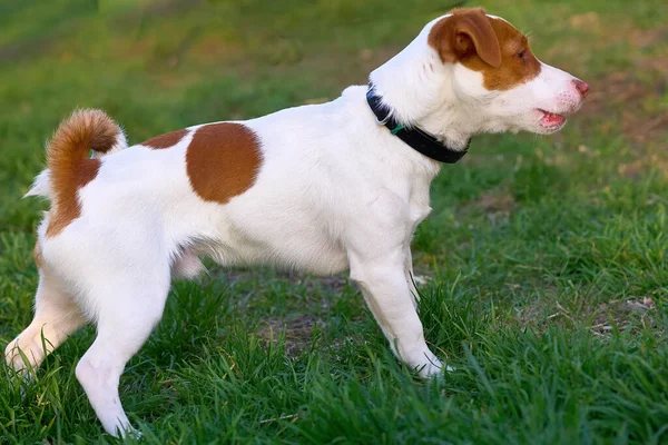 Aslen tilkileri ve diğer oyuk kazan hayvanları yuvalarından çıkarmak için kullanılan küçük bir köpek türü.