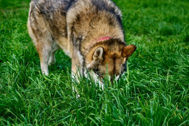 Kıvırcık kuyruklu bir av kızağı köpeği.