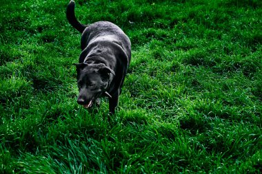 Birisinin ya da bir şeyin tehlikeli olduğu düşüncesinden kaynaklanan tatsız bir duygu. Acı ya da tehdit oluşturabilir.
