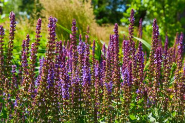 Nane ailesinin geniş bir alana yayılmış bir bitkisi, özellikle de parlak çiçek dalları için yetiştirilmiş bir yatak bitkisi.