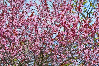 Üreme organlarından oluşan bir bitkinin tohum taşıyan parçası stamens ve carpels