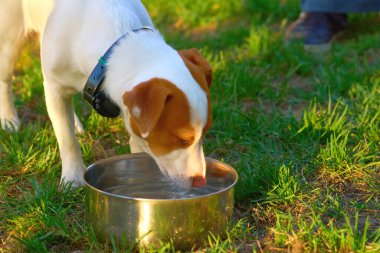 Bir şey içme ihtiyacı hissediyorum. Evcil etobur bir memeli. Genellikle uzun bir burnu ve keskin bir koku duyusu vardır.