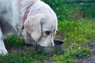 Bir şey içme ihtiyacı hissediyorum. Evcil etobur bir memeli. Genellikle uzun bir burnu ve keskin bir koku duyusu vardır.