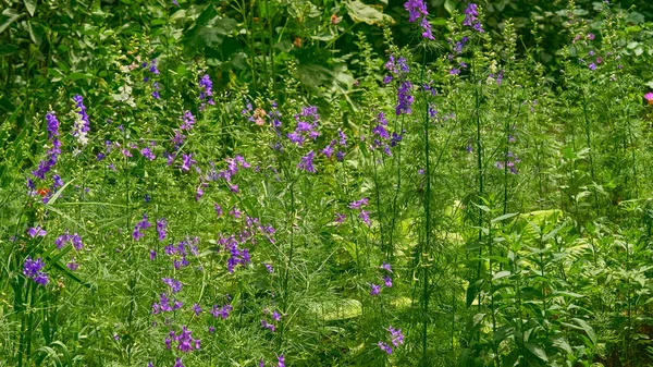 Düğünçiçeği familyasının popüler bahçesidir. Mavi çiçeklerin dikenlerini taşır.