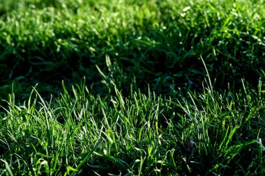 Uzun, dar yapraklı, çimenlik ve otlaklarda yetişen veya yetiştirilen bitkilerden oluşan bitki örtüsü.