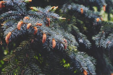 Her zaman yeşil kozalaklı ağaç. Uzun iğne şeklinde yaprakları var..
